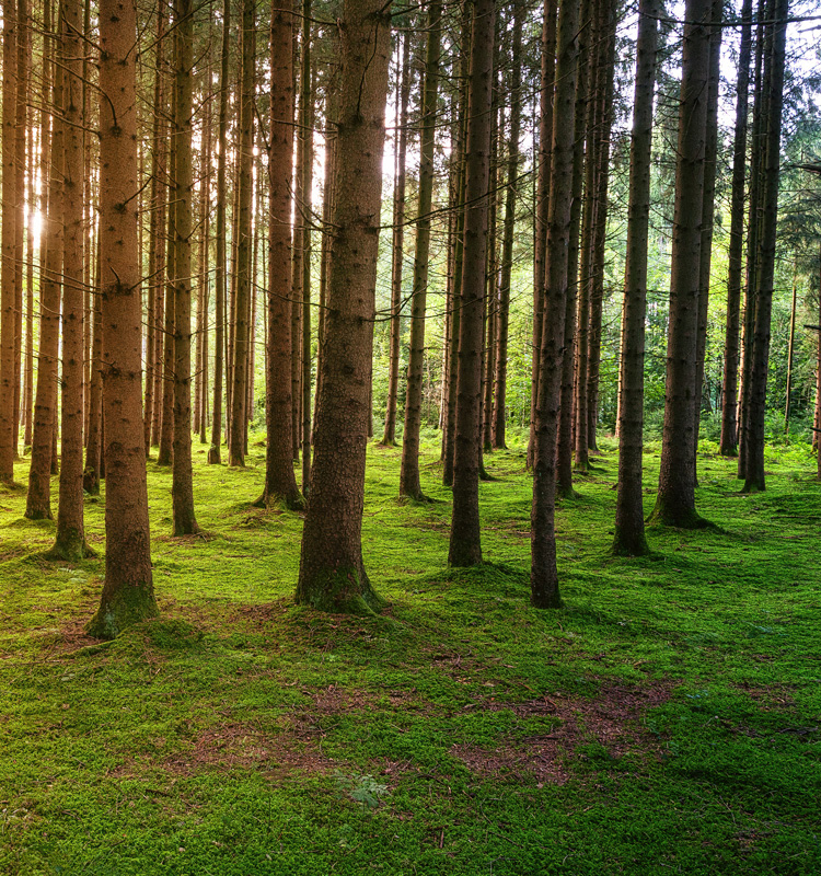 ISO 14001 Gestió Ambiental