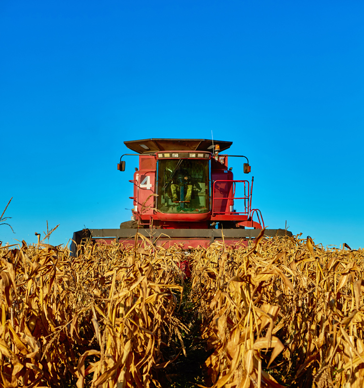 Seguridad alimentaria