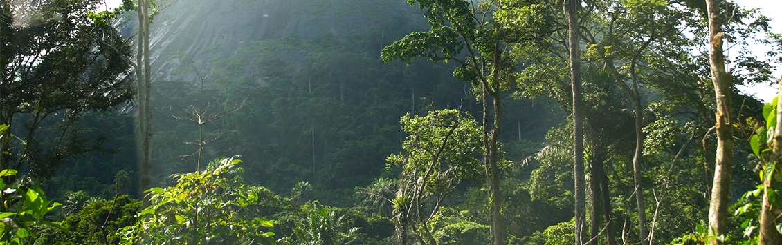 La FDA de Liberia cuenta con la división de Consultoría para asuntos forestales