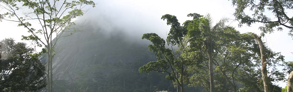 OCA Global refuerza la gobernanza del sector forestal y la aplicación de la legislación en Liberia