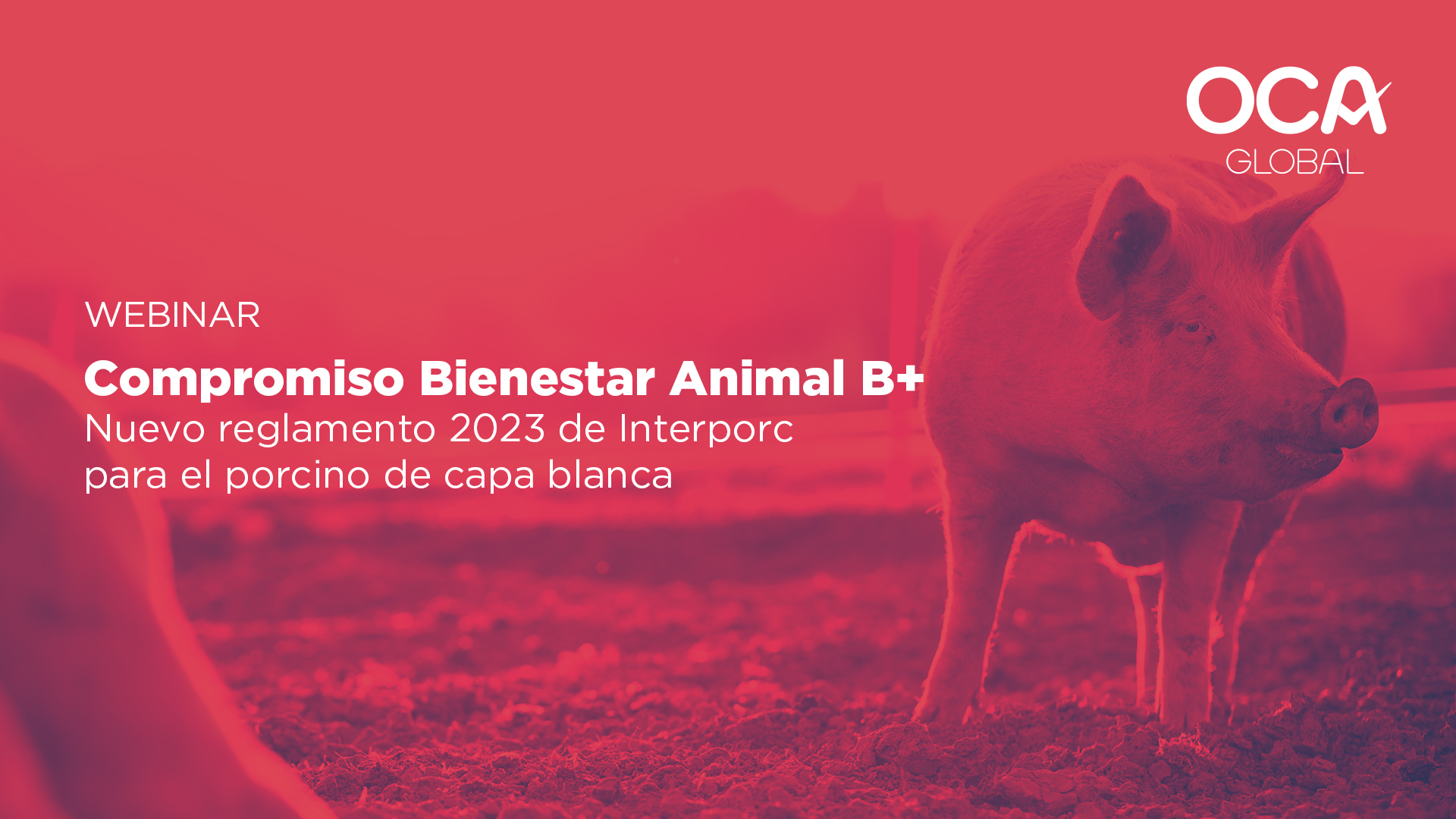 OCA Global e Interporc presentan las actualizaciones del reglamento de Compromiso Bienestar Animal B+ para el porcino de capa blanca (IAWS)