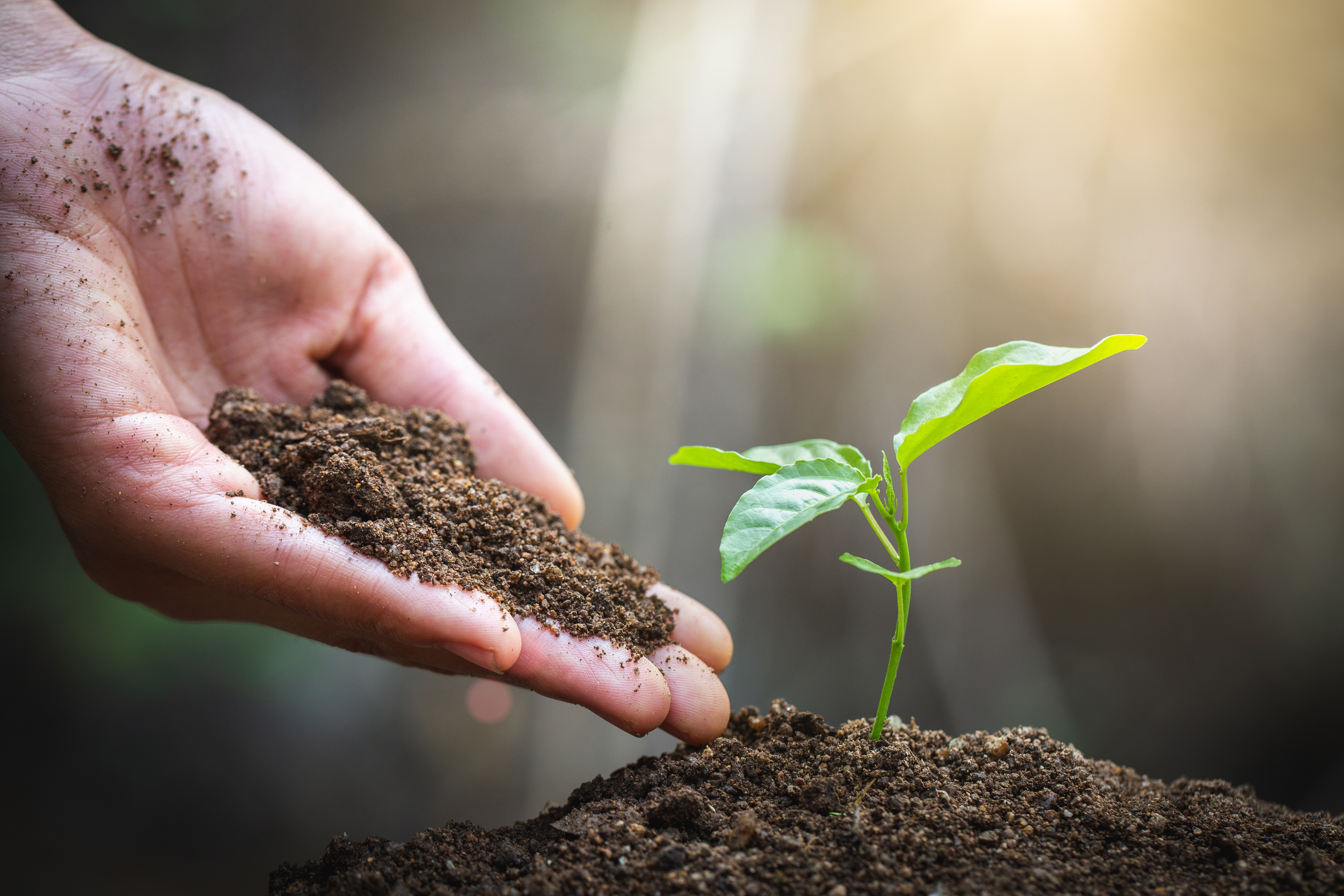 Persona plantando un árbol como símbolo de compromiso con la sostenibilidad y el medioambiente.